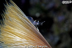 This is after that the tube worm retracted after this sho... by Gaetano Gargiulo 